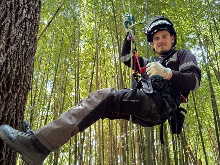 bamboo1