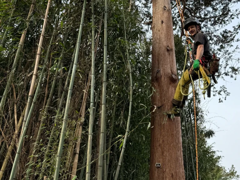 bamboo2