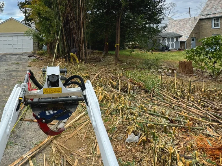 bamboo3