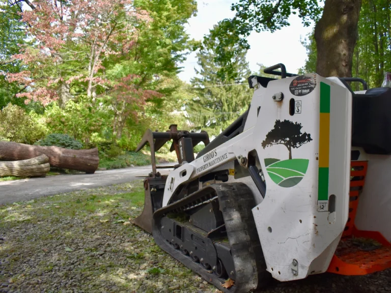 bobcat1